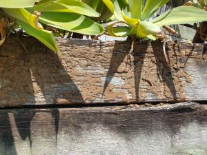 termite mudding on timber retaining wall (Small)