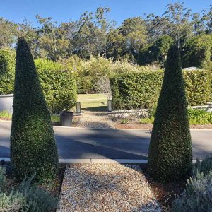Read more about the article Garden Maintenance