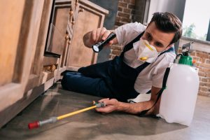 Read more about the article Top 5 Pest Control Tips to Keep Your House Free of Pests